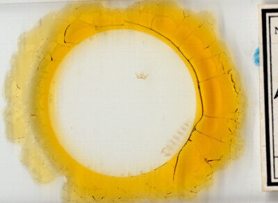 slide view of adult Epinotia zandana