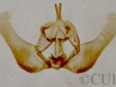 genitalia view of adult Epinotia zandana