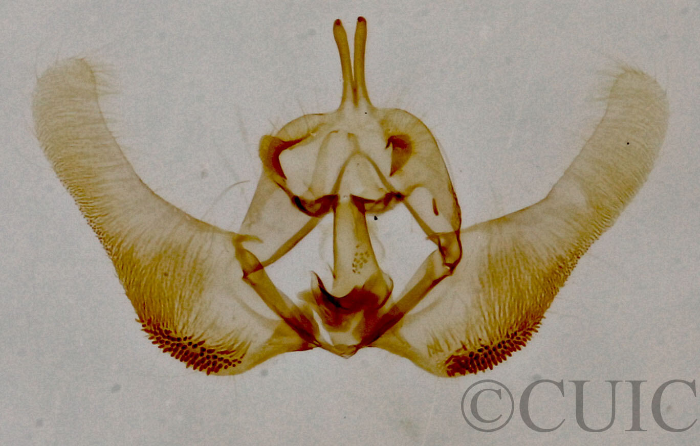 genitalia view of adult Epinotia zandana