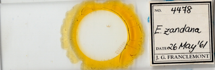 slide view of adult Epinotia zandana