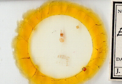 slide view of adult Epinotia zandana