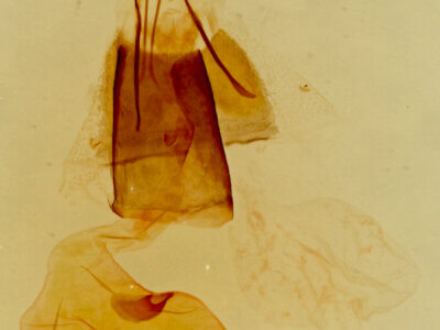 genitalia view of adult Epinotia zandana