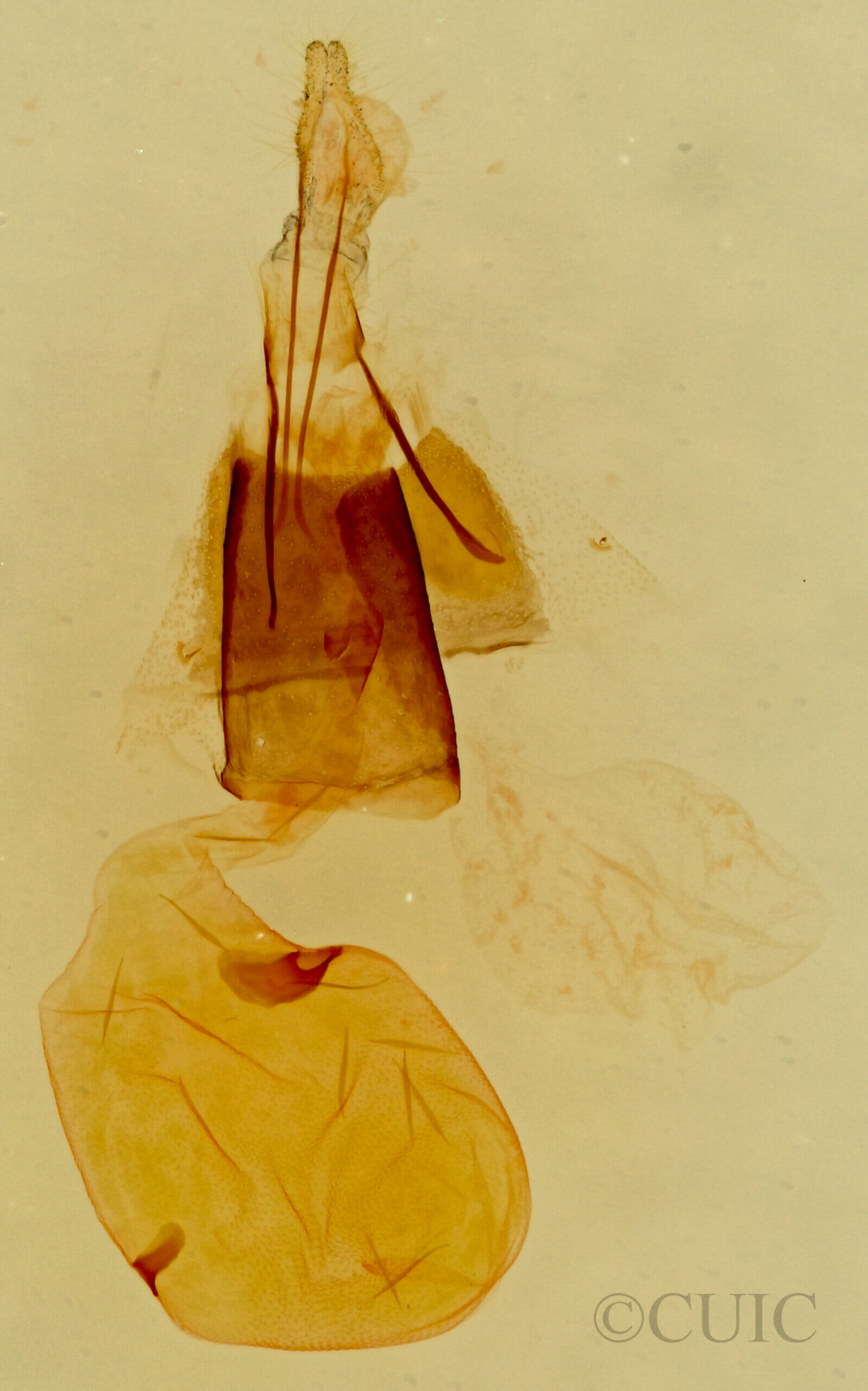 genitalia view of adult Epinotia zandana