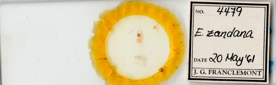 slide view of adult Epinotia zandana