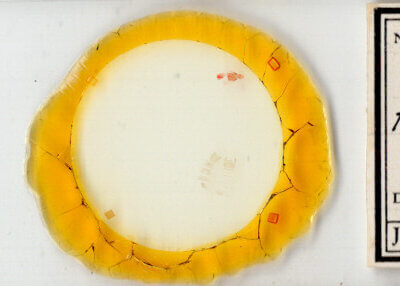 slide view of adult Hendecaneura shawiana