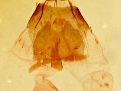 genitalia view of adult Hendecaneura shawiana
