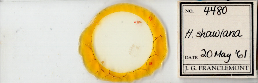 slide view of adult Hendecaneura shawiana