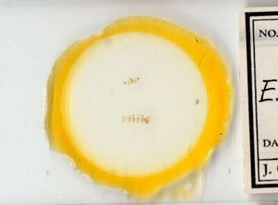 slide view of adult Crocidosema lantana