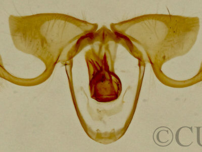 genitalia view of adult Crocidosema lantana