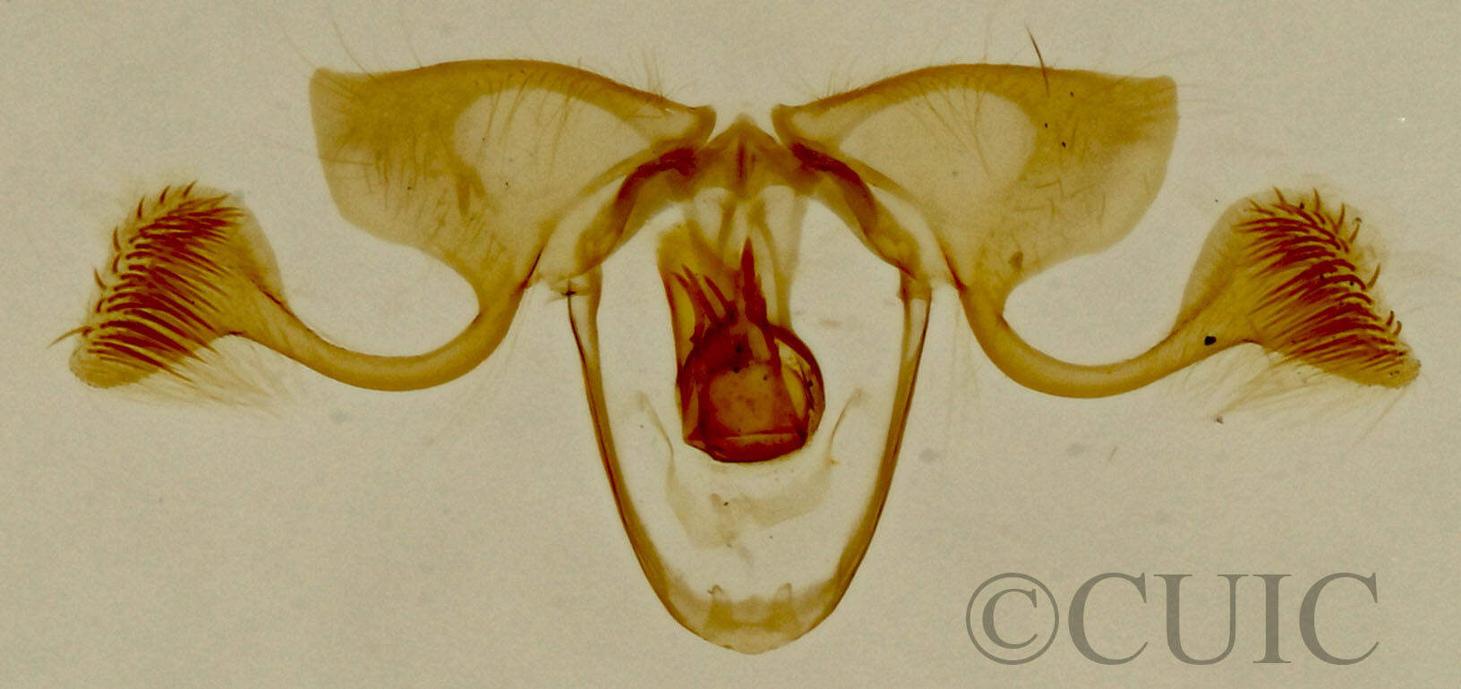 genitalia view of adult Crocidosema lantana