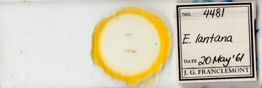 slide view of adult Crocidosema lantana