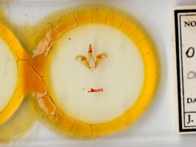 slide view of adult Carboniclava alpicoides