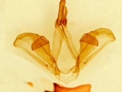 genitalia view of adult Carboniclava alpicoides