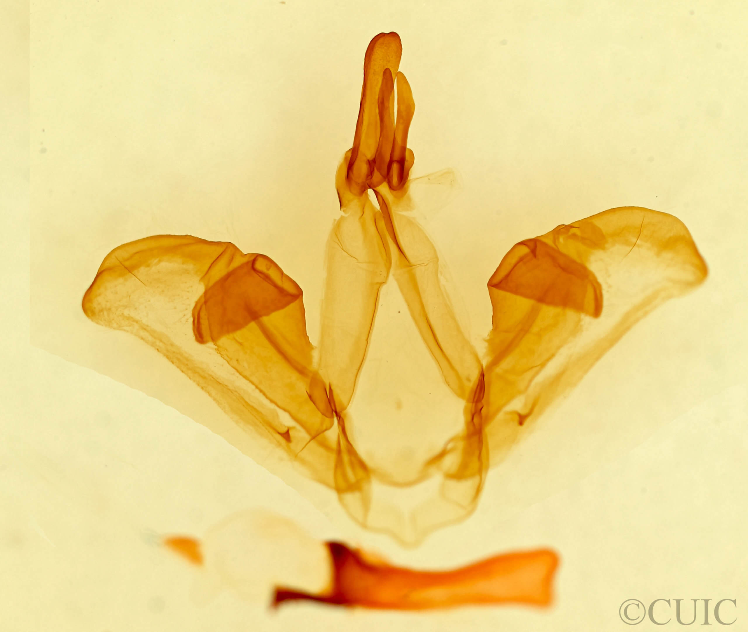 genitalia view of adult Carboniclava alpicoides