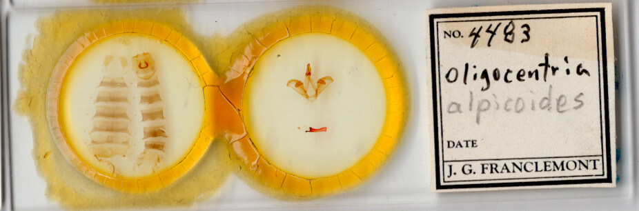 slide view of adult Carboniclava alpicoides