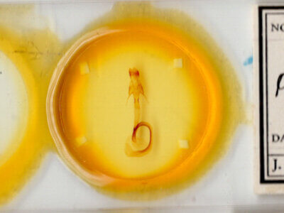 slide view of adult Mythimna albicosta