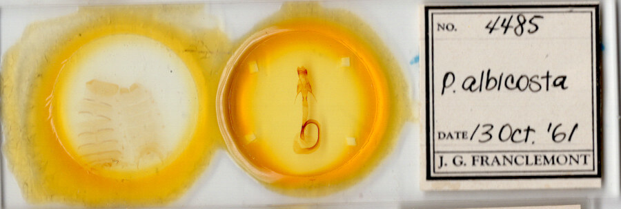 slide view of adult Mythimna albicosta