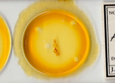 slide view of adult Mythimna formosana