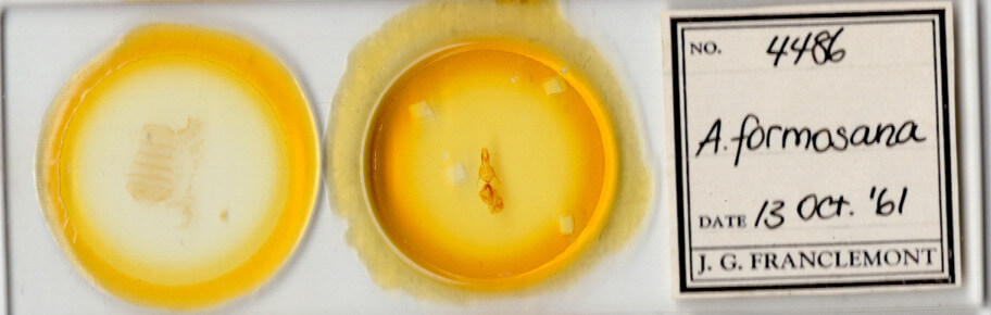 slide view of adult Mythimna formosana