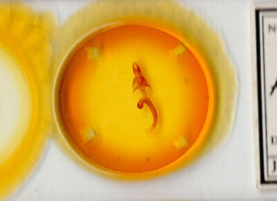 slide view of adult Mythimna lucbana