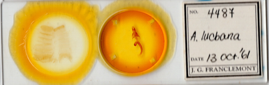 slide view of adult Mythimna lucbana