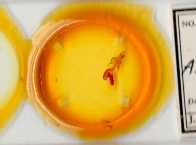 slide view of adult Mythimna formosana