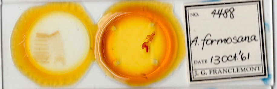 slide view of adult Mythimna formosana