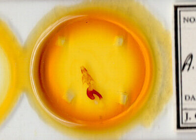 slide view of adult Mythimna formosana