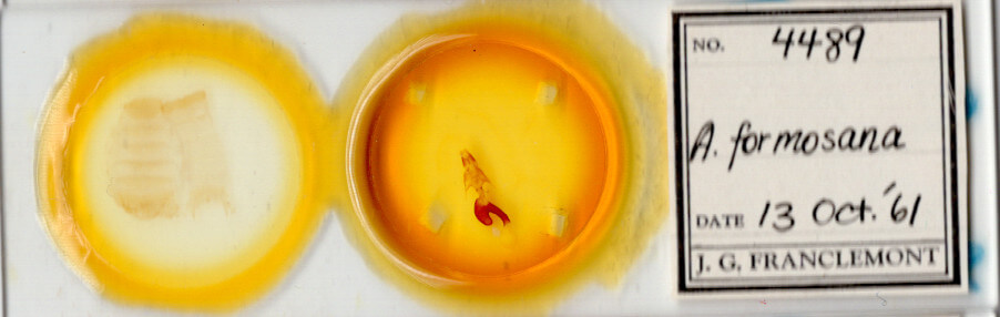 slide view of adult Mythimna formosana