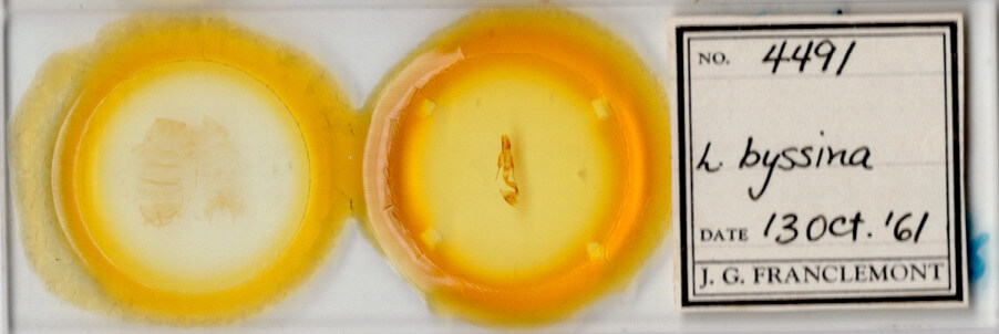 slide view of adult Leucania ineana