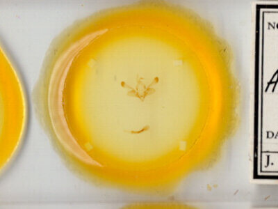 slide view of adult Mythimna pakdala