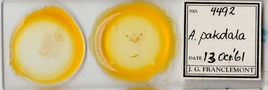 slide view of adult Mythimna pakdala