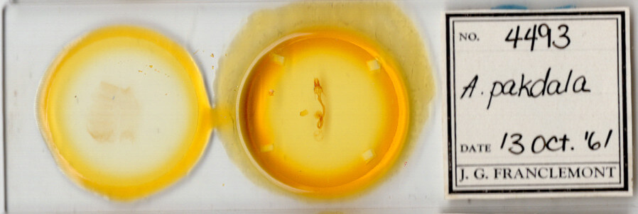 slide view of adult Mythimna pakdala