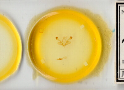 slide view of adult Mythimna insularis