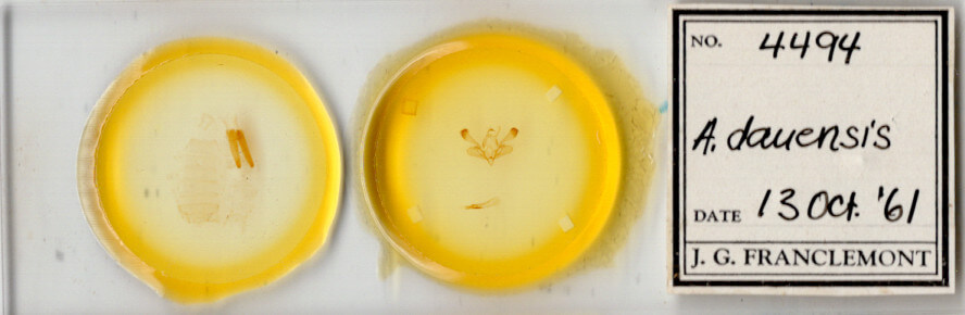 slide view of adult Mythimna insularis