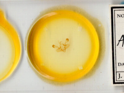 slide view of adult Mythimna scottii