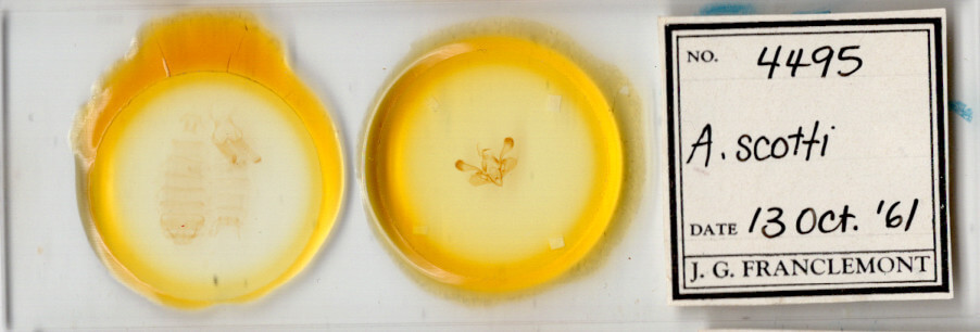 slide view of adult Mythimna scottii