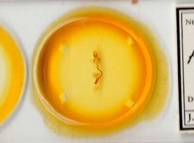 slide view of adult Mythimna scottii