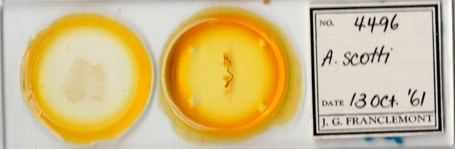 slide view of adult Mythimna scottii