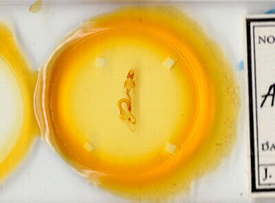 slide view of adult Mythimna opada