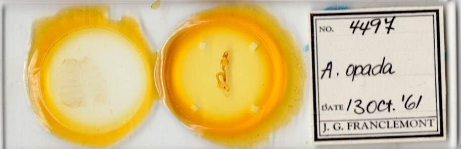 slide view of adult Mythimna opada