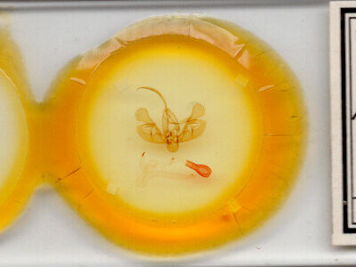 slide view of adult Leucania irregularis