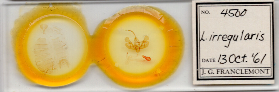 slide view of adult Leucania irregularis