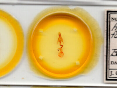 slide view of adult Mythimna fasciata