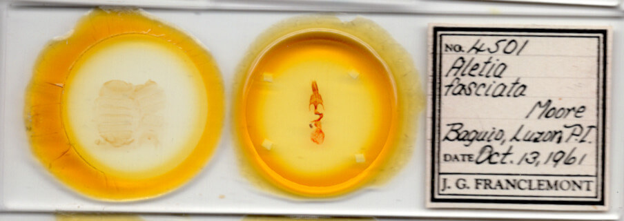 slide view of adult Mythimna fasciata