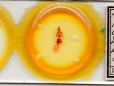 slide view of adult Mythimna cuneolata