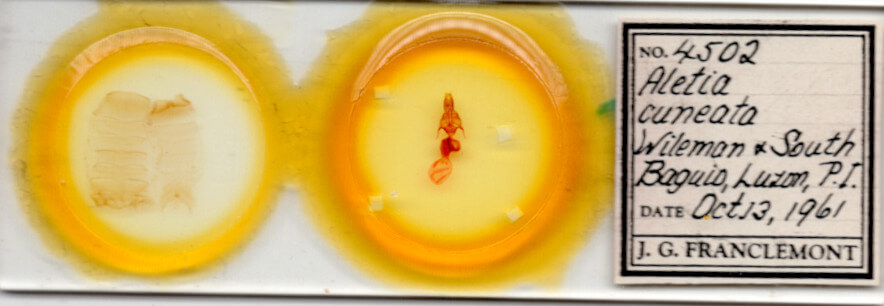 slide view of adult Mythimna cuneolata