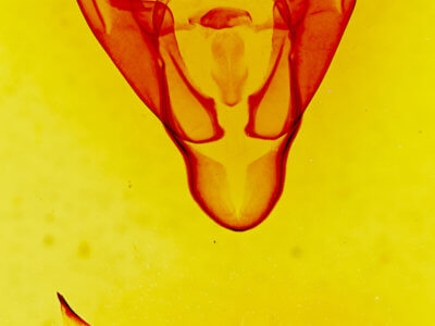 genitalia view of adult Abagrotis orbis