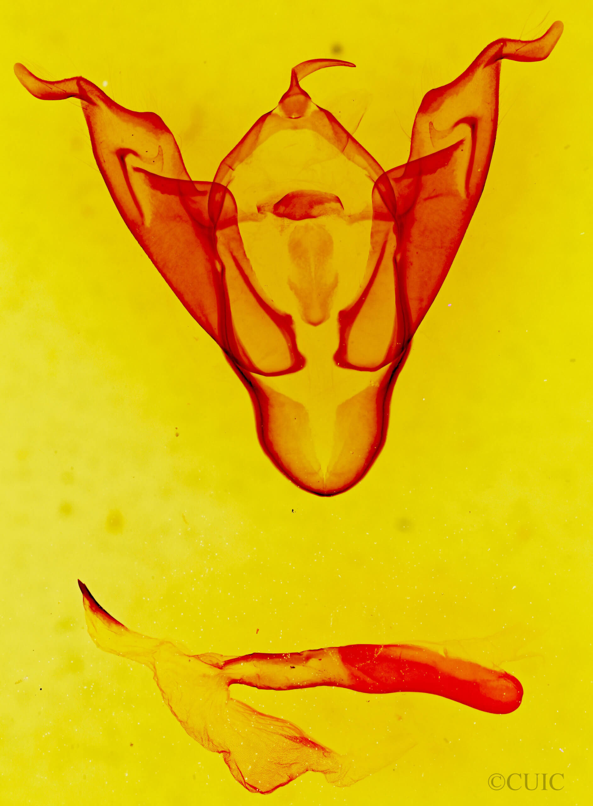 genitalia view of adult Abagrotis orbis