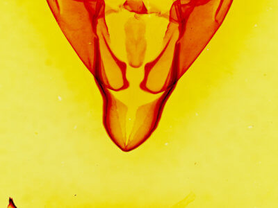 genitalia view of adult Abagrotis orbis